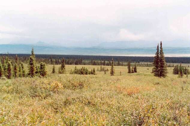 045 Opil les na vn zamrzl pd, Denali NP 