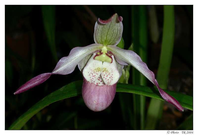 221 Orchidea v Soroa u Santiaga de los Baos 