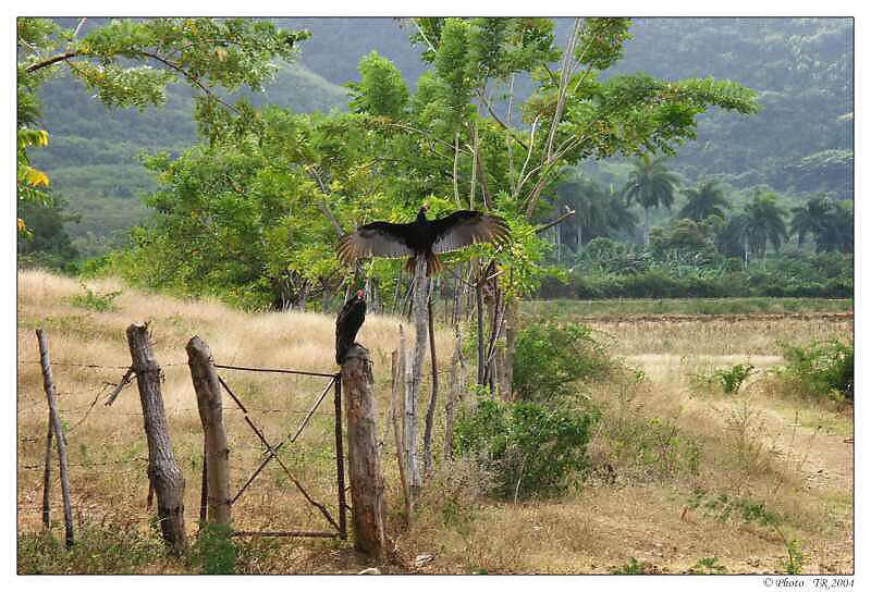 492 Trinidad, projka  po Valle de los Ingenios, dol cukrovar, kondoi si su kdla 