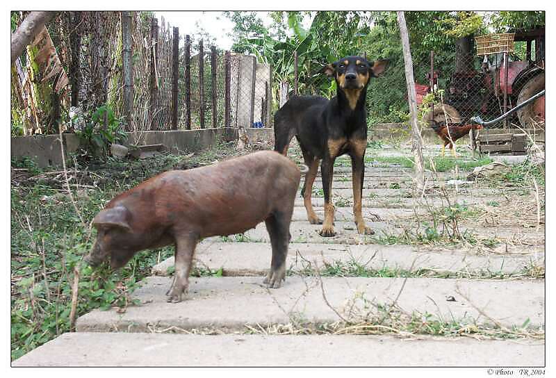 516 Trinidad,  Valle de los Ingenios, poledn pauza v starm dom.. 