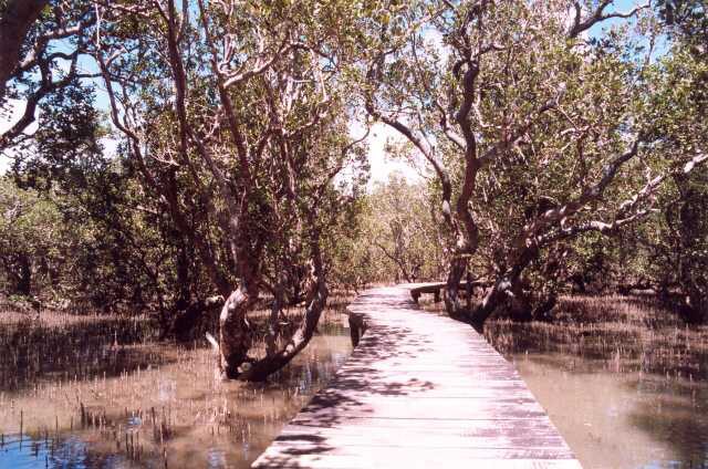 168 Mangrove 