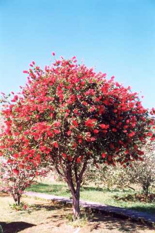 179 Ke s pezdvkou Bottle Brush 