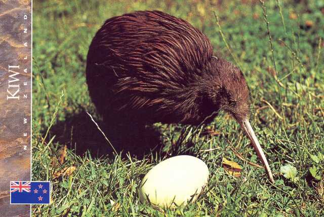 338a Kiwi - symbol NZ  