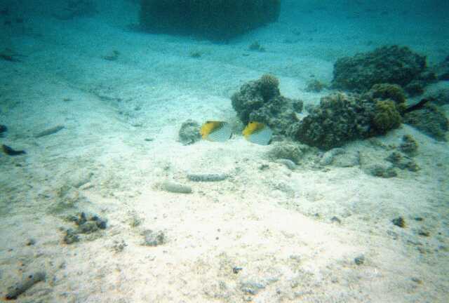 321 Hanauma Bay 