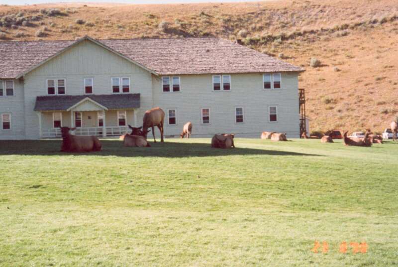 011 NP Yellowstone - Mammouth Hot Springs, Wyoming 