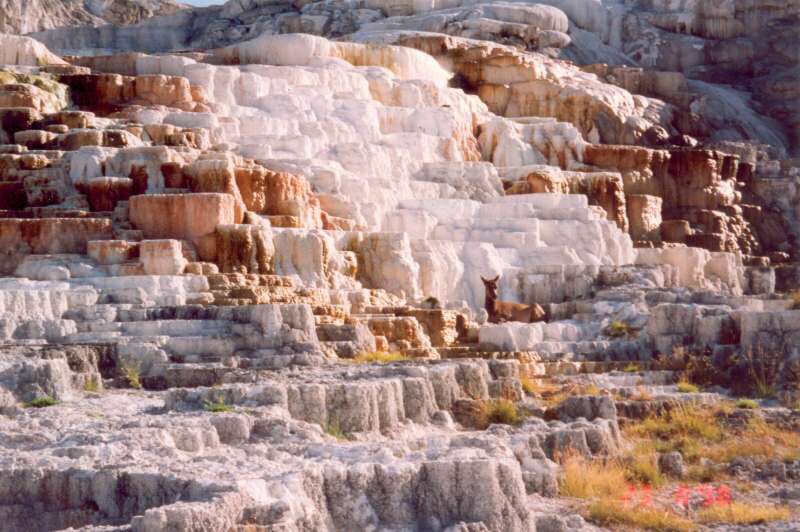 012 Minerva Terracy, Mammouth Hot Springs 