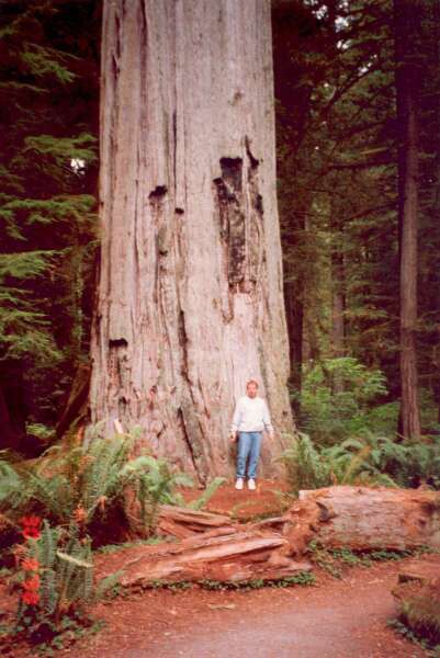 058 Redwoods NP - borovice sekvoja vdyzelen, California 