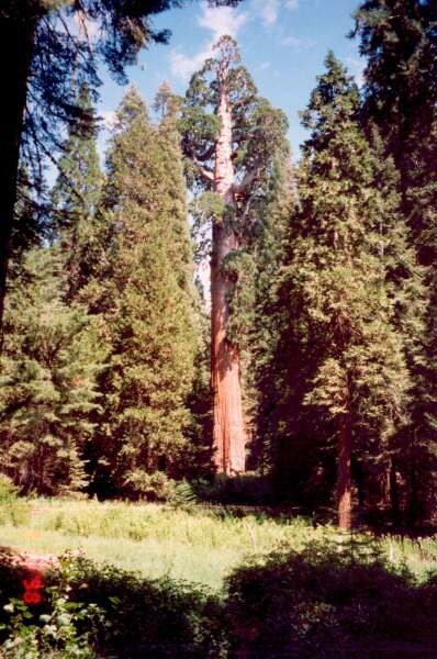 087 Sequoia NP - Gen. Sherman nejmohutnj ijc vc na svt 