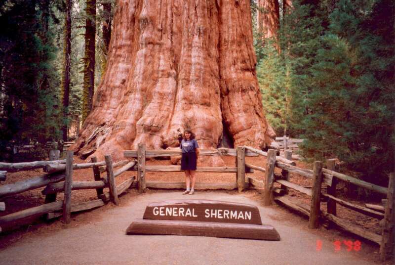 088 Gen. Sherman v lese Giant Forest poho Sierra Nevada 